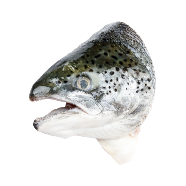 Salmon Head 