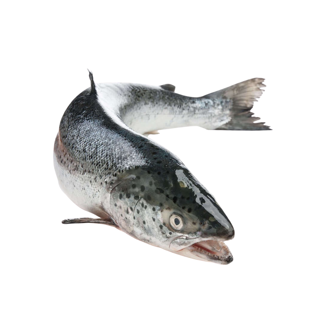 Whole Salmon Sushi Grade - MyKosherFish.com